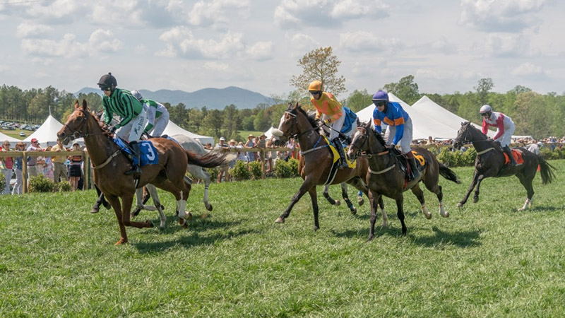 steeplechase800x450 web slider