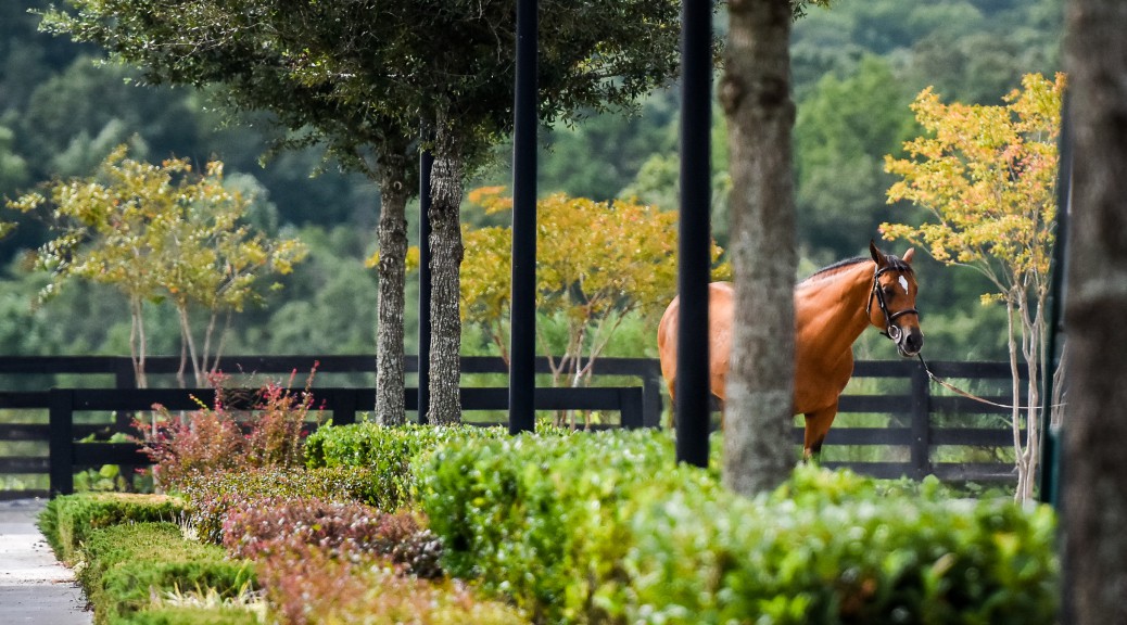 Tryon International Equestrian Center