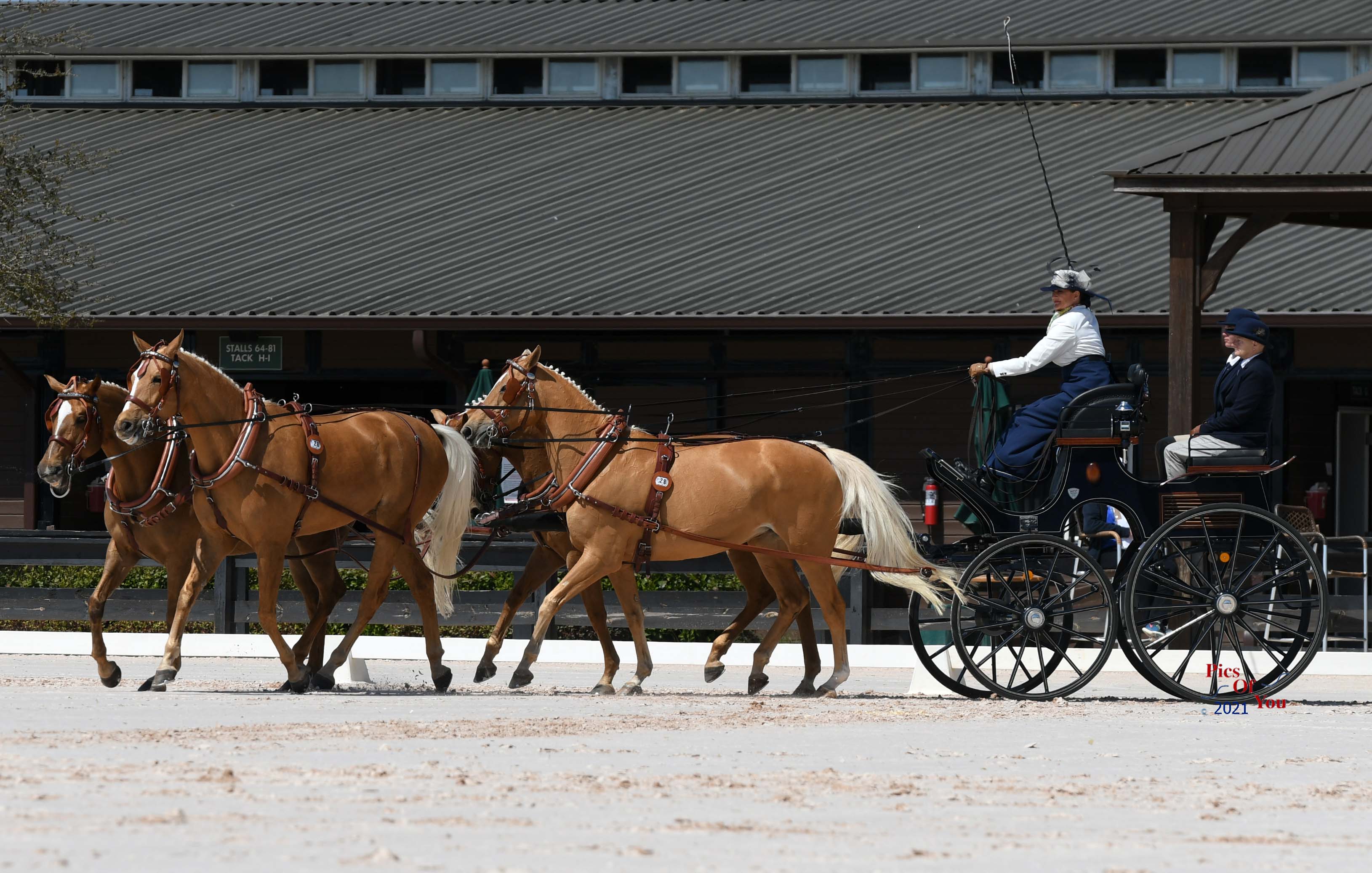 Misdee Wrigley-Miller Set to Judge Harness Horse Class at Valkenswaard -  HorsesDaily