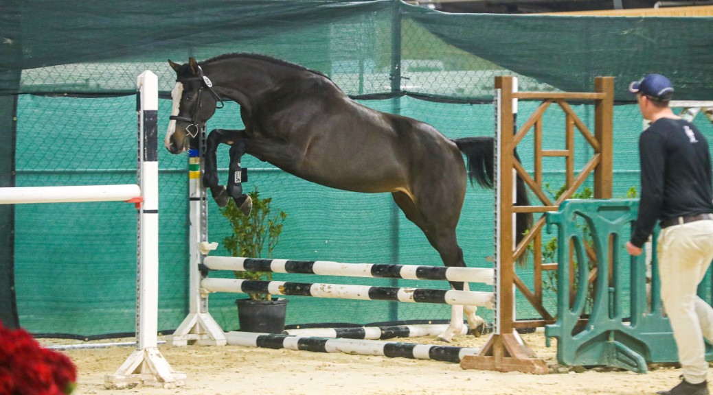 tryon-international-equestrian-center