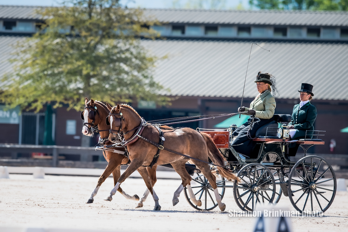 Katy23brinkman4-katie whaley dressage